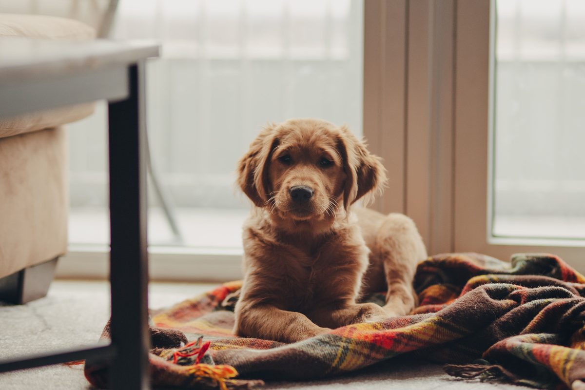 Golden-Retriever-Welpe liegt entspannt auf einer Decke am Fenster