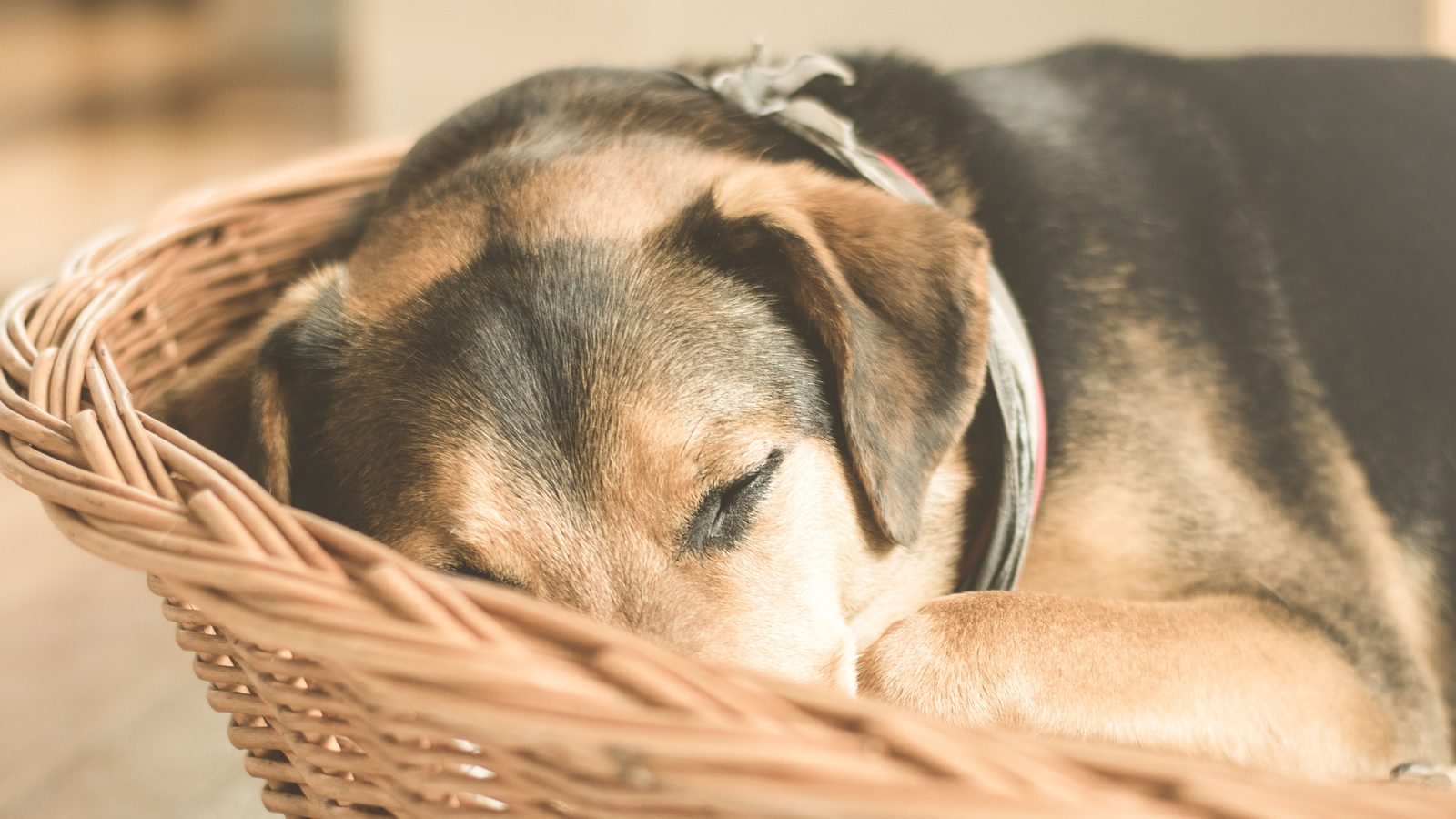 Welpe erste Nacht: Schäferhund-Welpe schläft eingerollt in einem Weidenkorb