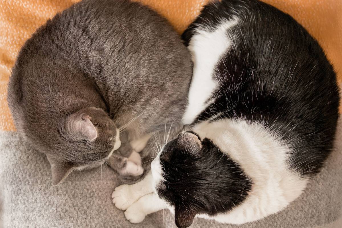 Zwei Katzen, eine graue und eine schwarz-weiße, schlafen eng aneinandergeschmiegt auf einer Decke